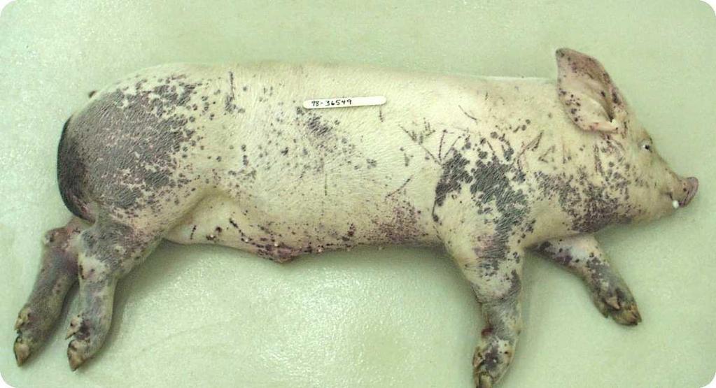 Exotic diseases foot-and-mouth disease (FMD) African swine fever