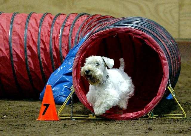 In agility, a dog demonstrates is agile nature and versatility by following cues from the handler through a timed obstacle course. The course has jumps, tunnels, weave poles, and other obstacles.
