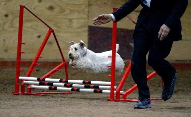 In agility, the dog runs the course off-lead, and in most cases, the dog does not wear a collar.