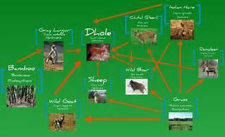 WHAT DOES THE ANIMAL EAT ( SIMPLE FOOD CHAIN FOR DHOLE, ROLE IN THE FOOD WEB, TROPHIC LEVEL.
