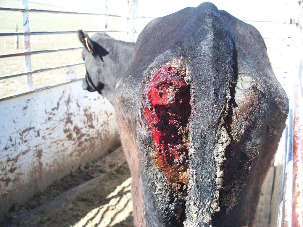 Page 11 One of five yearlings found walking around with massive tissue loss; Middle Fork Pack Most cattle die at the feeding site, some survive after the wolves have