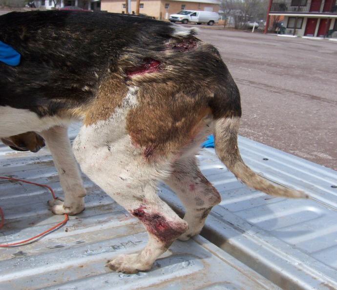 Page 13 Wolves kill cattle by consumption producing blood loss, tissue loss and stress. In 12 confirmed wolf killed yearlings on one ranch, 5 did not die at the attack and feeding site.