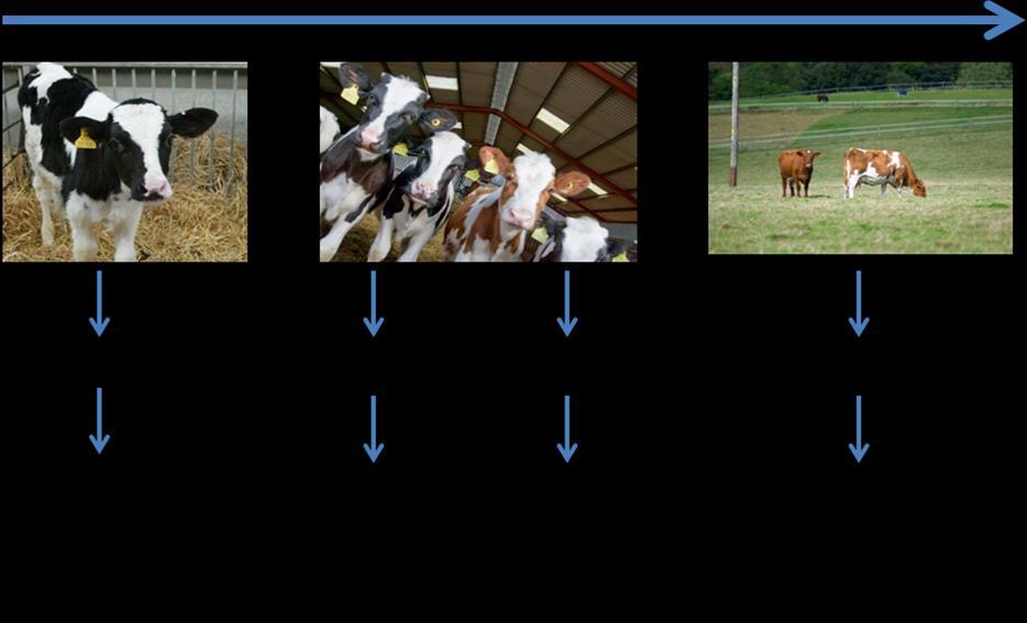 Figure 2: Species of Cryptosporidium commonly found in different age groups of cattle Q3. Where do calves get Cryptosporidium from?