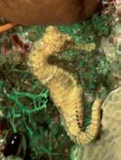Sea horses are the ( slow / slowest ) swimmers.