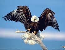 Bald eagles were chosen because they are big, and details about a