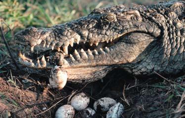 crocodiles, and