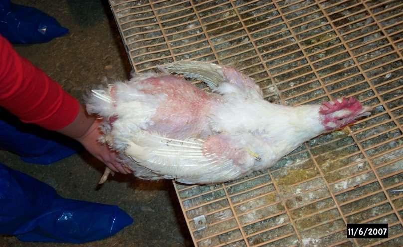 Feather loss can affect fertility hens make their last set of three sets