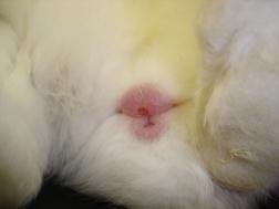 considered at an early stage Rabbit viral haemorrhagic disease (VHD/RHD) Due