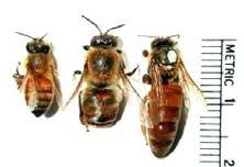 March 25, 2017 Southwestern Ohio Beekeeper School Loveland, Ohio Honey bees White man s flies