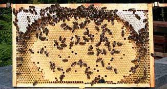 Worker Bee Development Brood Pattern Lots of hive tasks that change with age
