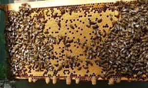 Queen Development Virgin queen continues to mature Eats and then takes orientation flights to prepare for mating flight Identifies landmarks near hive Mating DAC 30 to 300 above open fields or