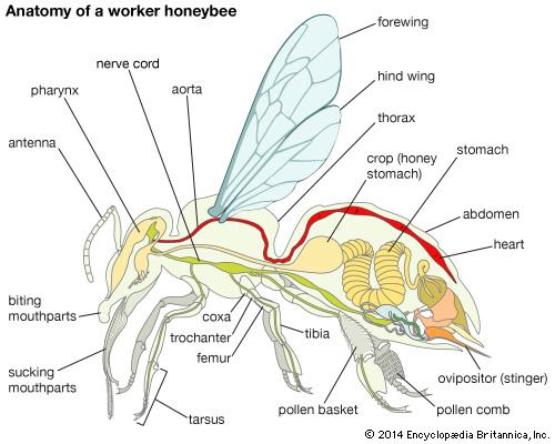Worker Bee: Anatomy Foraging: