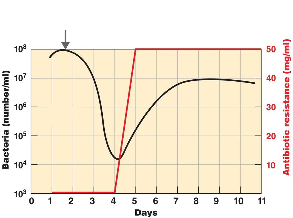 Figure 20.21 The development of an antibiotic-resistant mutant during antibiotic therapy.