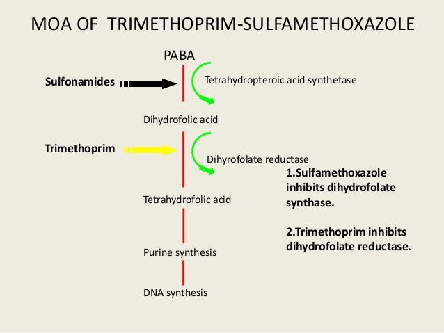 Will block the first step of the DNA synthesis Will block the second step of the DNA synthesis Drug Trimethoprim ( TMP ) Sulfamethoxazole (Sulfonamides) (SMX) Absorption, metabolism & Excretion