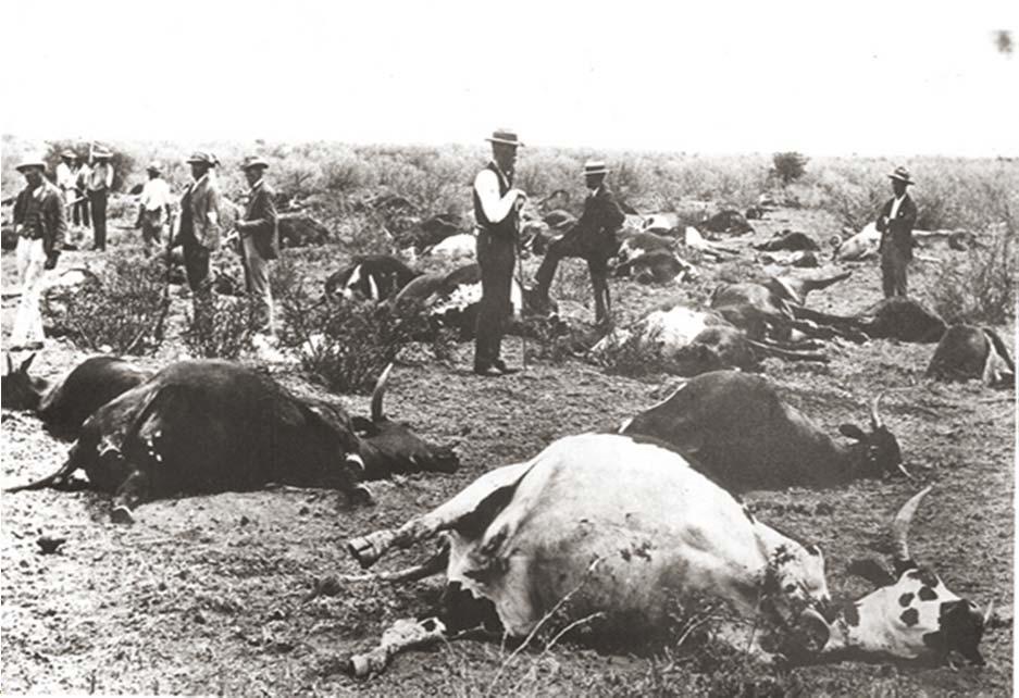 Role of Para Vets in Animal Health and Food Safety SA History disease control: o 1800s and 1900s: cattle and horses were used for trekking and transport.