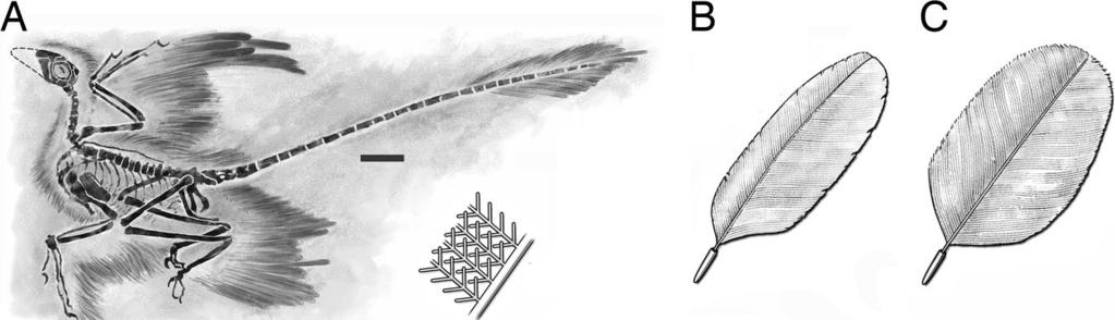 Fig. 1. Feathers of M. gui. (A) Holotype of M. gui [Institute of Vertebrate Paleontology and Paleoanthropology (IVPP) V13352] as preserved [modified from Xu et al. (12)]. (Scale bar, 5 cm.