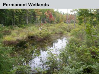 Another habitat type used by some of New Hampshire s reptiles and amphibians are permanent wetlands.