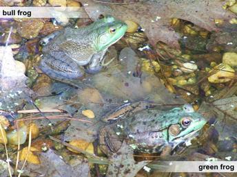 Green frogs and bull frogs are common throughout New Hampshire and are both found in permanent wetland habitats including the shorelines of ponds, lakes, and streams.
