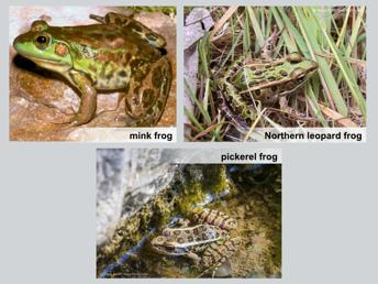 Several other frog species found in or around marshes, bogs, and ponds include mink frogs, northern leopard frogs, and pickerel frogs.