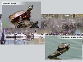 One of the most frequently seen reptiles in New Hampshire is the painted turtle, the most common turtle in the state.