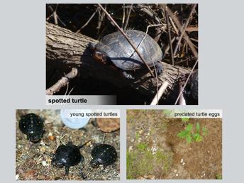 Spotted turtles are a small 3-5 inch turtle that can be recognized by its numerous yellow spots covering a dark shell. They are a threatened species, and are only found in southern New Hampshire.