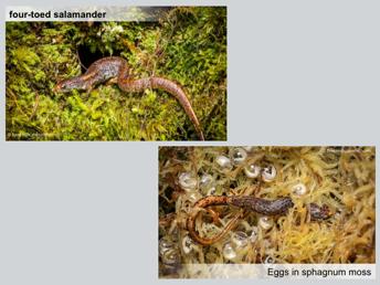 Four- toed salamanders are most often found in wet woodlands near shallow pools and under moss, leaf litter, and woody debris.