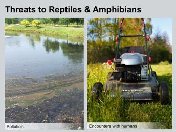 Runoff of fertilizers, pesticides, and other pollutants into nearby wetlands is a threat to reptiles and amphibians - This is especially true for amphibians, since they are very susceptible to