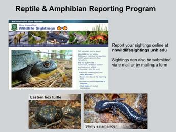 You can also report your observations of turtles, frogs, salamanders, or snakes seen in New Hampshire to the Reptile and Amphibian Reporting Program (aka RAARP).