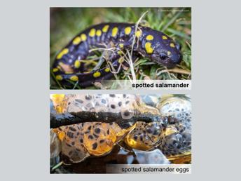 Several of New Hampshire s biggest salamanders use vernal pool habitats, and are often called mole salamanders because the adults of these species spend the majority of their life underground or