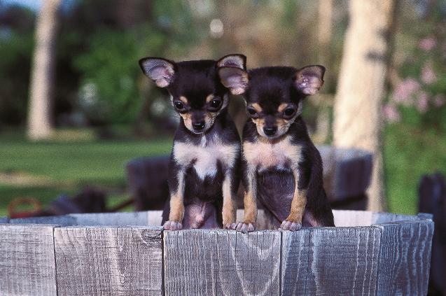 Chapter 1 What Is a Chihuahua? 13 Chihuahuas are little dogs with big personalities.