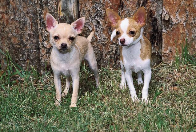 16 Part I The World of the Chihuahua permissible in light-colored dogs. The ruby eye has a reddish cast to it and is generally found only on very deep red-colored dogs.