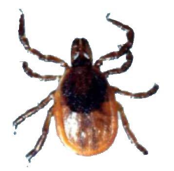 Know the Bug Ticks are external parasites Arachnid