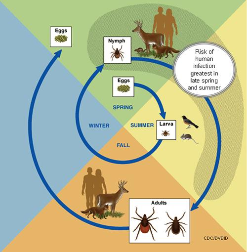 Know the Bug Life Cycle of the Black-legged Tick. Life cycle of the black-legged tick takes 2 years Development between stages takes time In the spring eggs are laid Eggs hatch into larva in Aug.