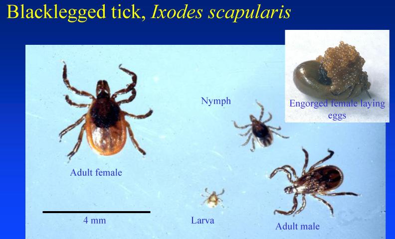 Know the Bug Black Legged Tick