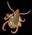 Rhipicephalus turanicus Short report: New spotted fever group Rickettsia in a Rhipicephalus turanicus tick removed from a child in eastern Sicily, Italy.