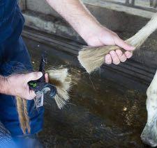 Dairy Cattle Care and Ethics Agr