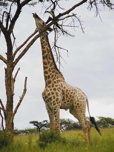 Darwin s View of Evolution Giraffes that already