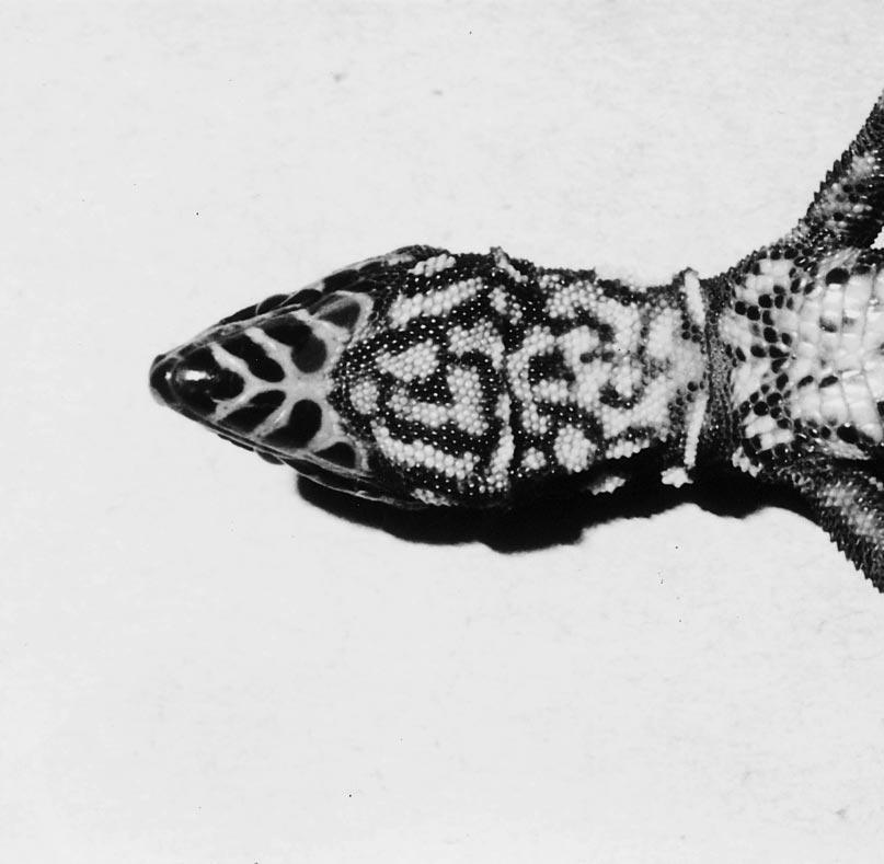 Holotype: USNM 488; type locality, Cerro Figure 26 Gular pattern of a living individual of Lepidophyma reticulatum (LACM; snout vent length, 9 mm). Arenal, 3 kilometers west of Tehuantepec, Oaxaca.