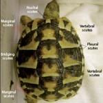 Figure 1a. Carapace view of the tortoise anatomy. Figure 1b.