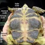 The plastron view of a tortoise, with organ positions added.