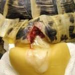 dressing and cover with vet wrap, initially to help stabilise the tortoise before further treatment (Figure 4).