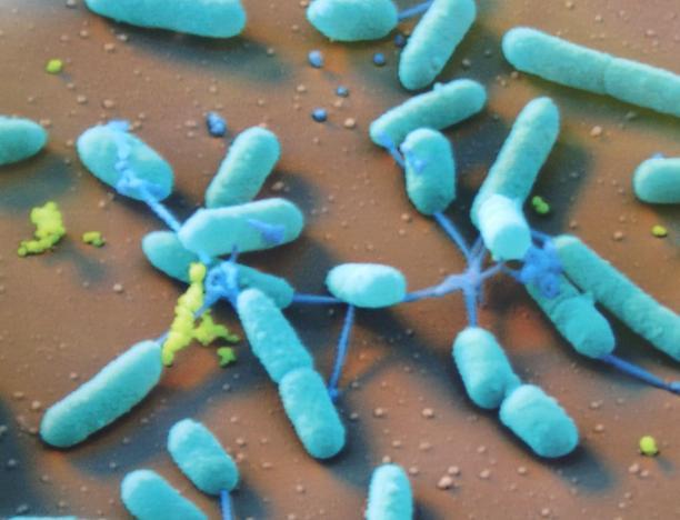 ) increasing: drug resistant Gram-Negative bacteria (GN) - Escherichia coli