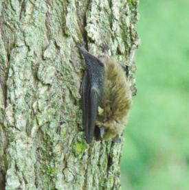 Little Brown Bats (Myotis lucifugus) are our most common bat, found statewide.