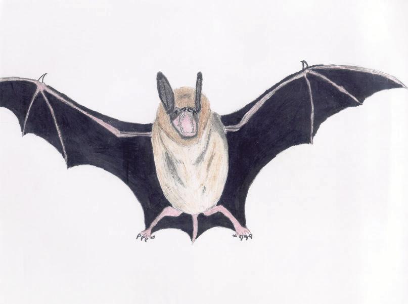 Sadly, hibernating bats across the country are now suffering from an alarming new disease called White-nose Syndrome.