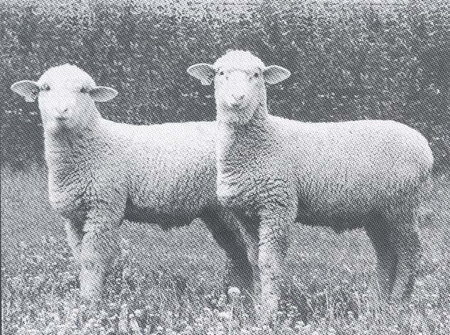 BREEDS OF SHEEP COLUMBIA (Coal-um-bee-ah): This Breed of sheep comes from Wyoming and Idaho.
