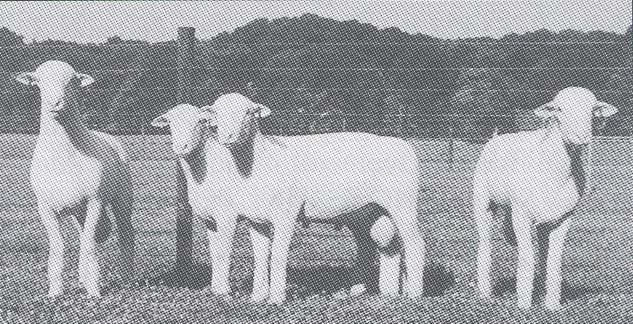 HAMPSHIRE (Hamp-sure): These are the giants of the sheep family.