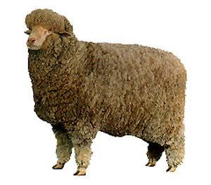 Merino Wool Breed Finest wool Most