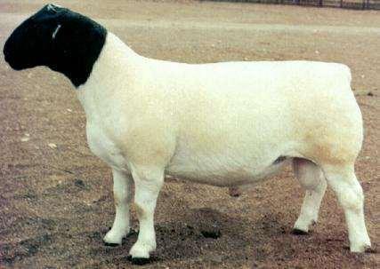Dorper Hair Breed Bred for meat