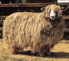 Lincoln Wool Breed Responsible for the development of