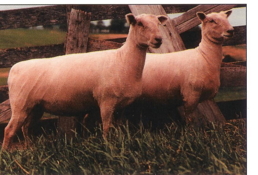 Southdown Developed in England Early maturing